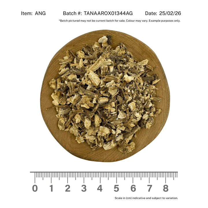 Angelica Root - Image 2