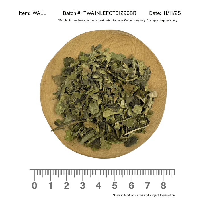 Black Walnut Leaf - Image 2
