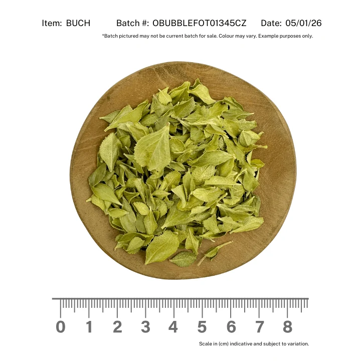 Buchu Leaf Organic - Image 2