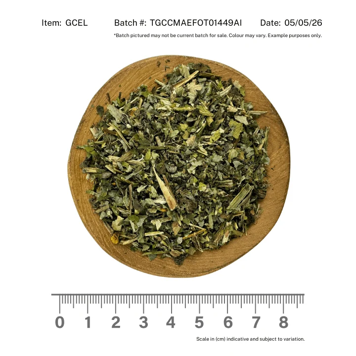 Greater Celandine - Image 2