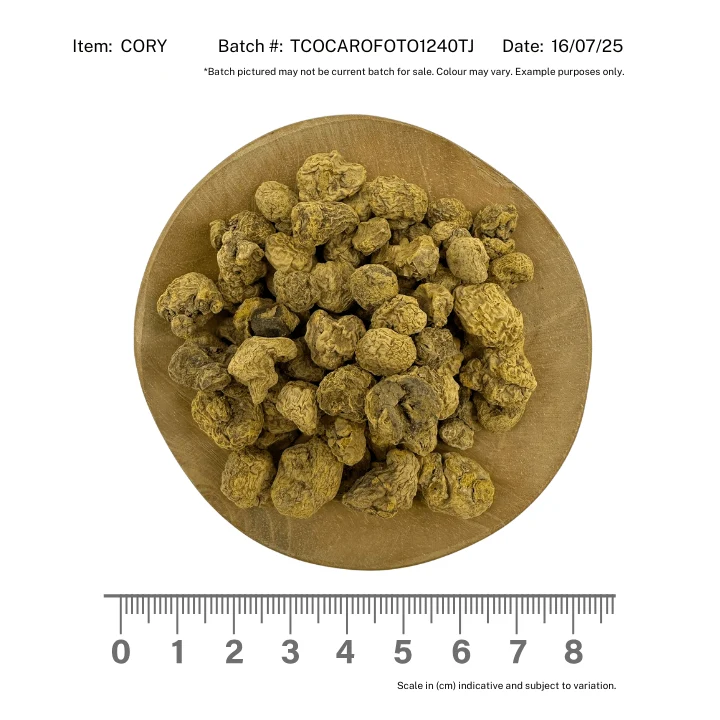 Corydalis Root - Image 2