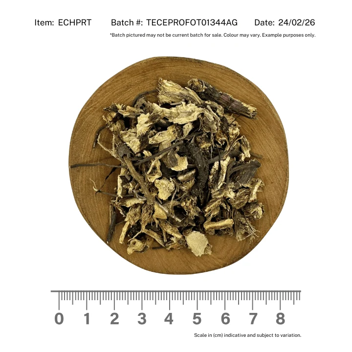 Echinacea Purpurea Root - Image 2