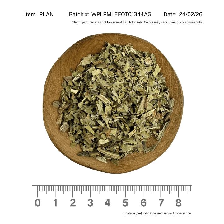 Plantain Herb Narrowleaf - Image 2