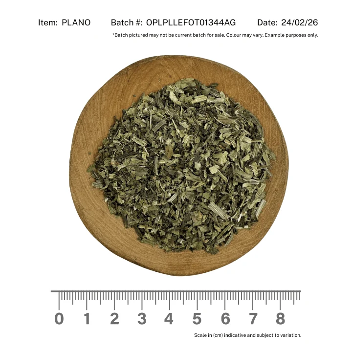 Plantain Herb Organic Narrowleaf - Image 2