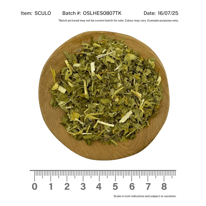 Scullcap Herb Organic - Image 2