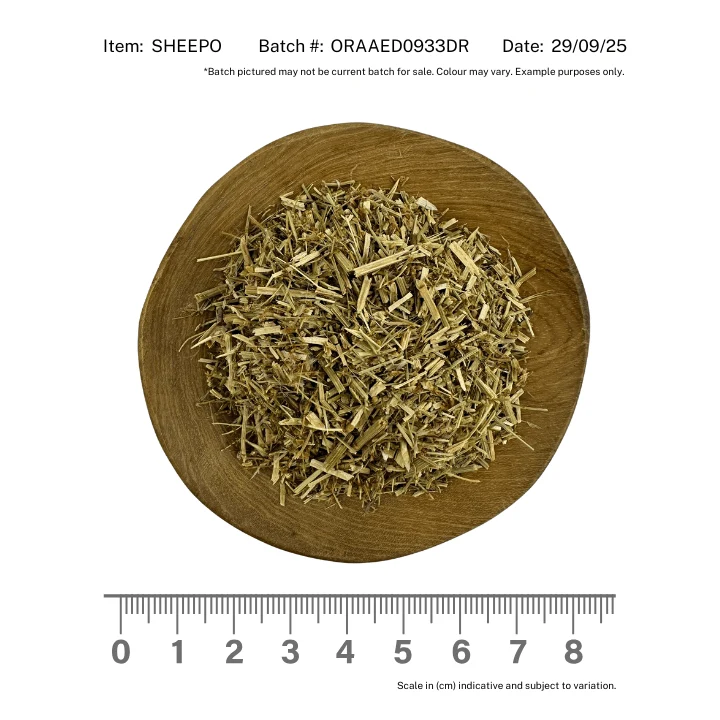 Sheep Sorrel Organic - Image 2