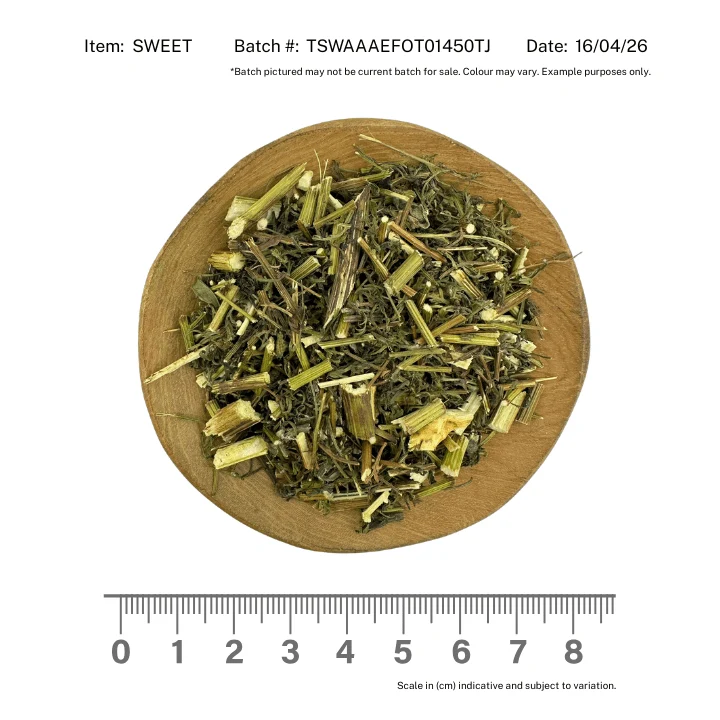 Sweet Annie / Chinese Wormwood - Image 2