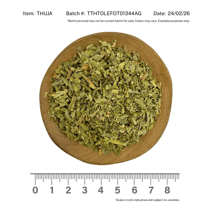 Thuja Herb - Image 2