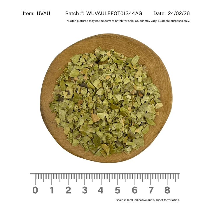 Uva Ursi Leaf - Image 2